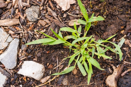 When Should You Apply Pre-Emergent Weed Control in Denton, Texas?