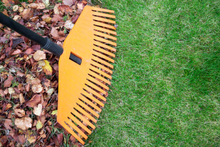 Leaf Removal