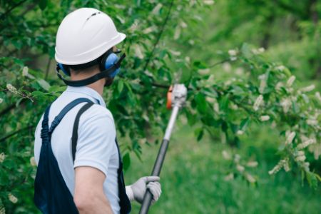 Trimming & Pruning